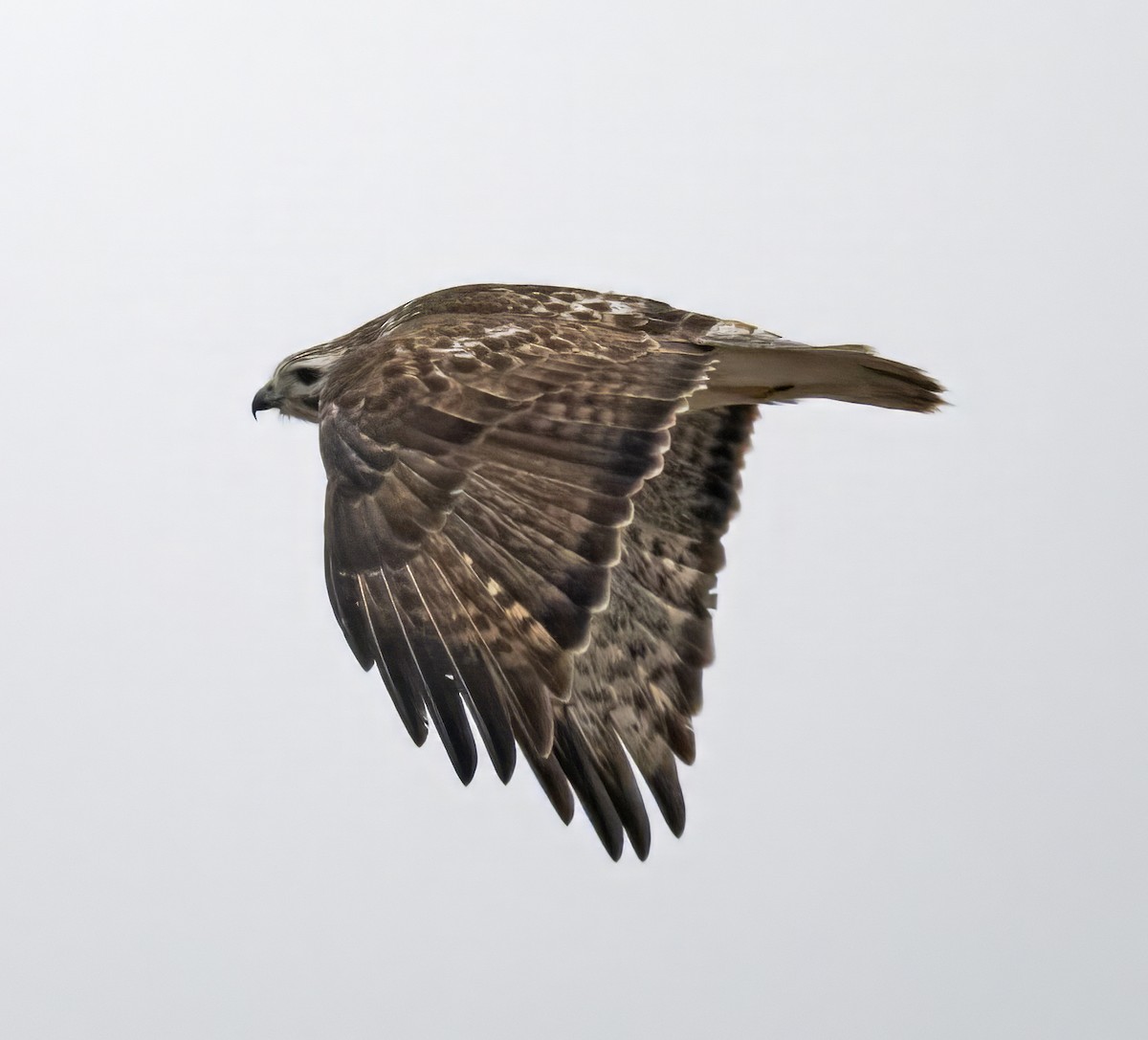 Red-tailed Hawk (Harlan's) - ML615557563
