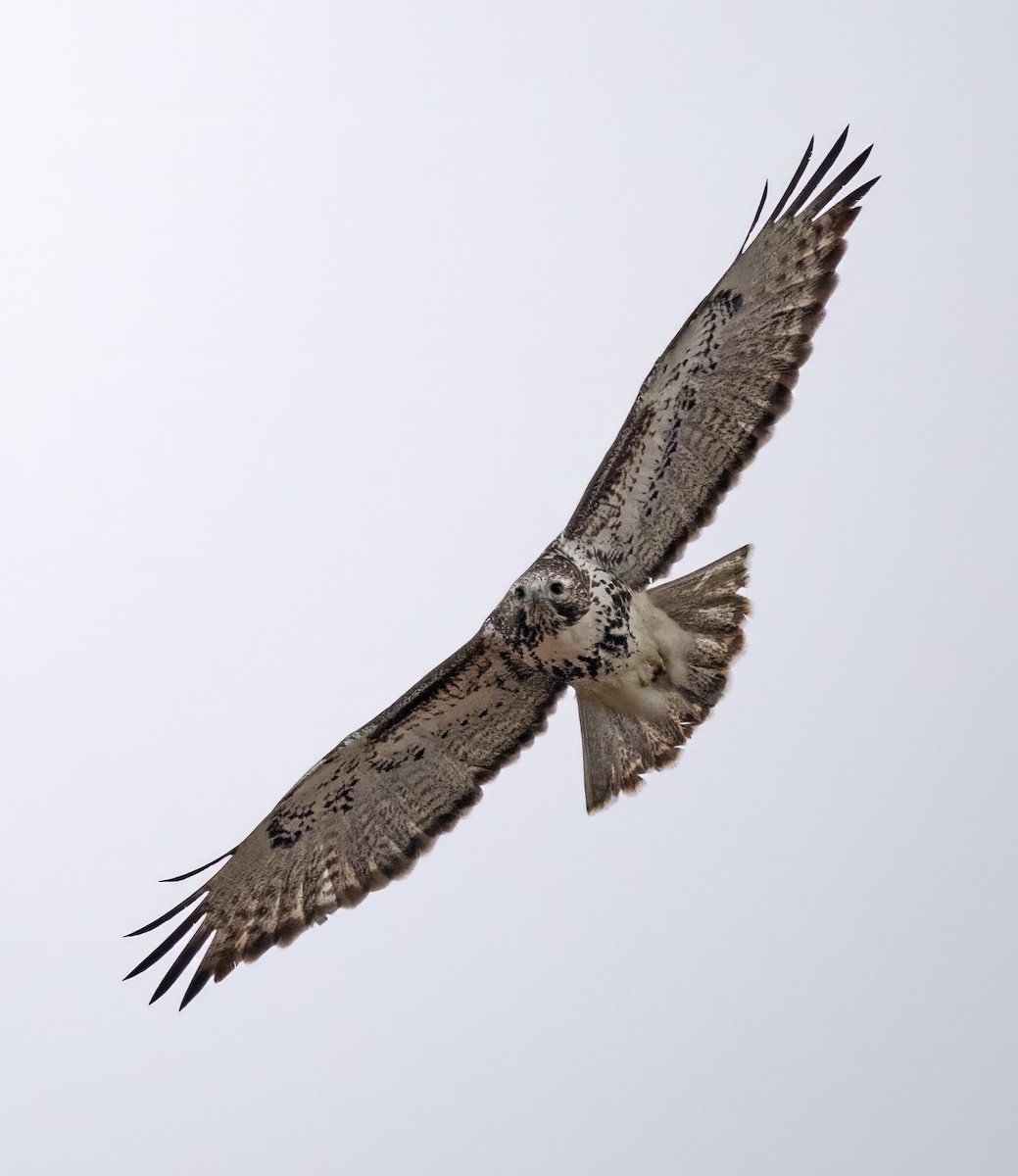 Red-tailed Hawk (Harlan's) - ML615557564