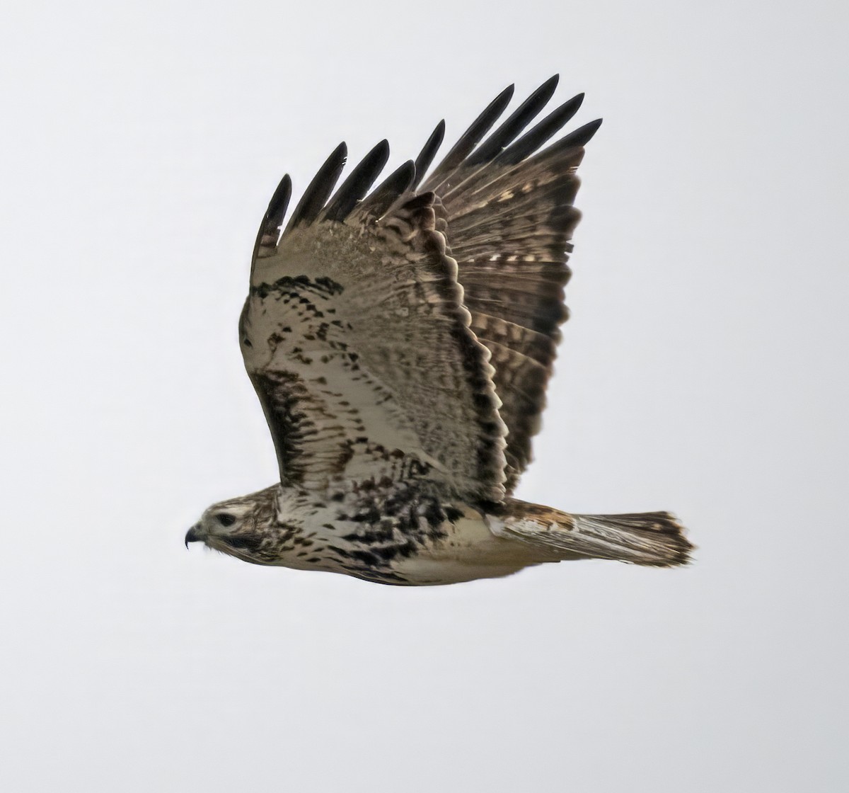 Red-tailed Hawk (Harlan's) - ML615557565