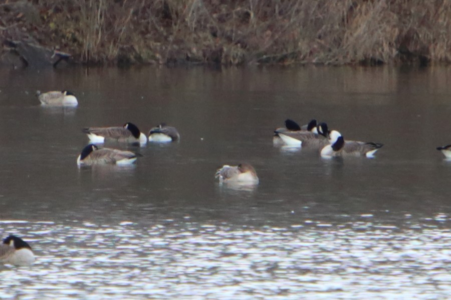 Tundra Bean-Goose - ML615557593