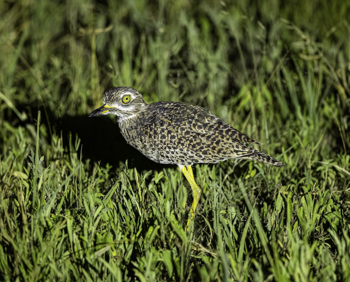 Spotted Thick-knee - ML615557635