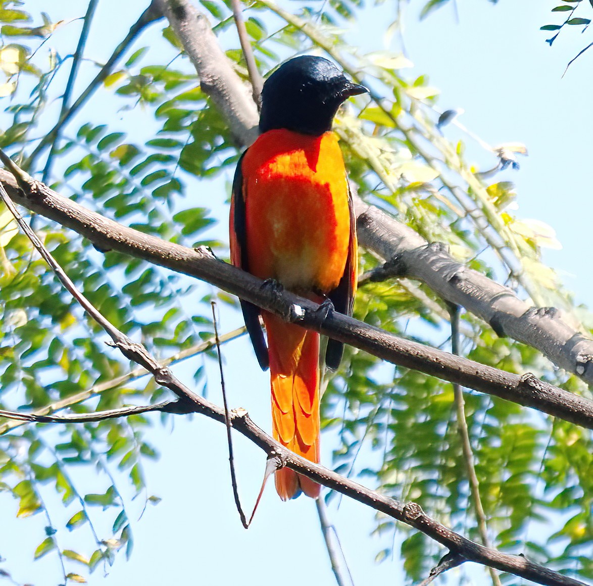 Scarlet Minivet - ML615557719