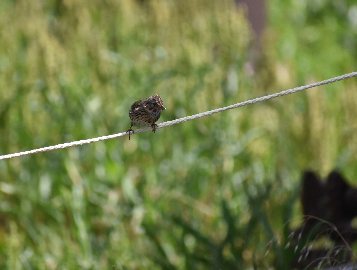 Lincoln's Sparrow - ML615557726