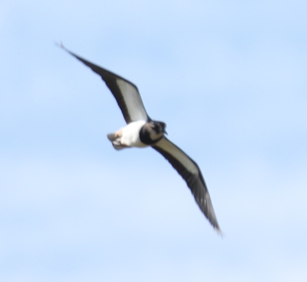 Northern Lapwing - Edmund Bell