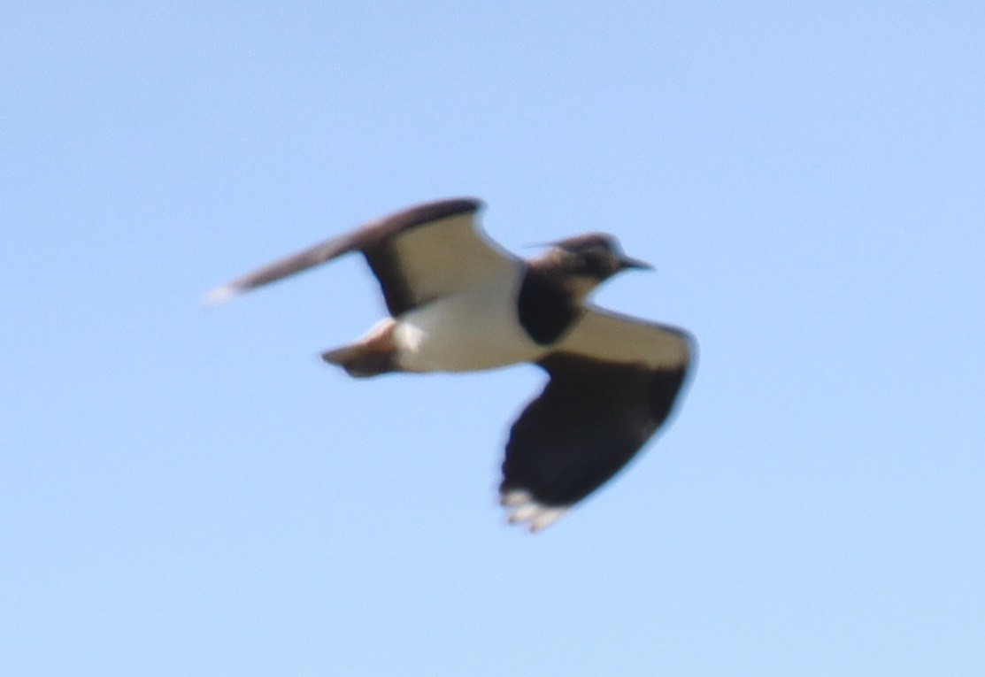 Northern Lapwing - ML615557823