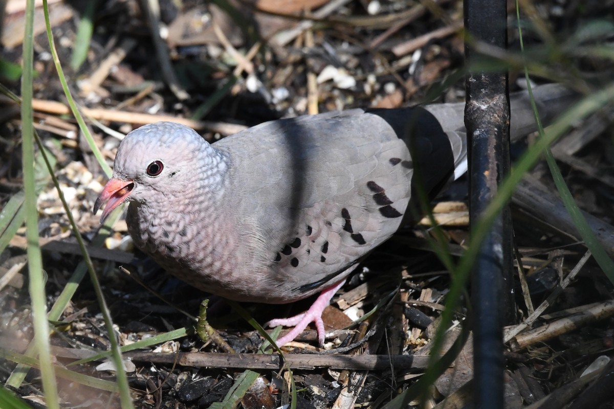 Common Ground Dove - ML615557915