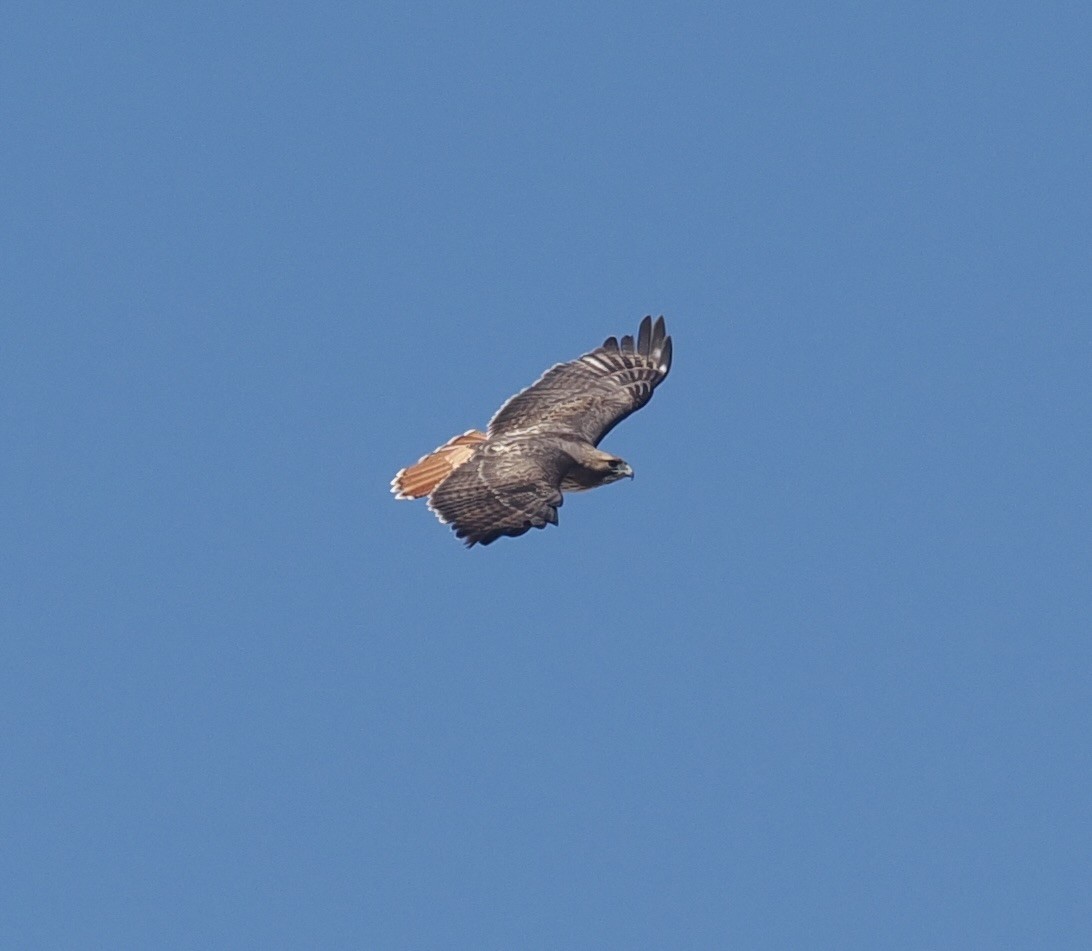 Red-tailed Hawk (calurus/alascensis) - ML615557979