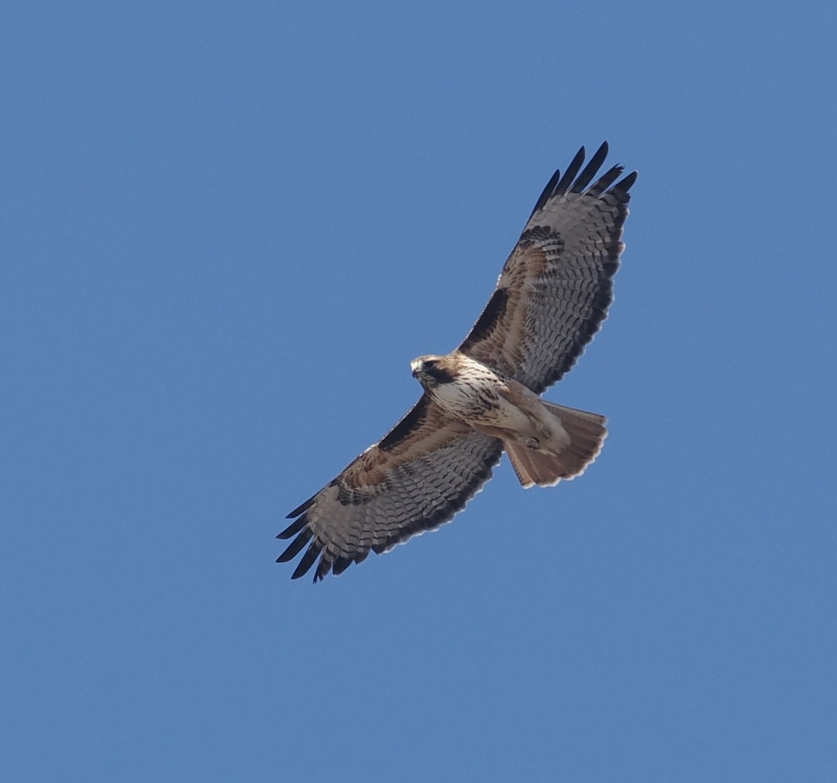 Red-tailed Hawk (calurus/alascensis) - ML615557981