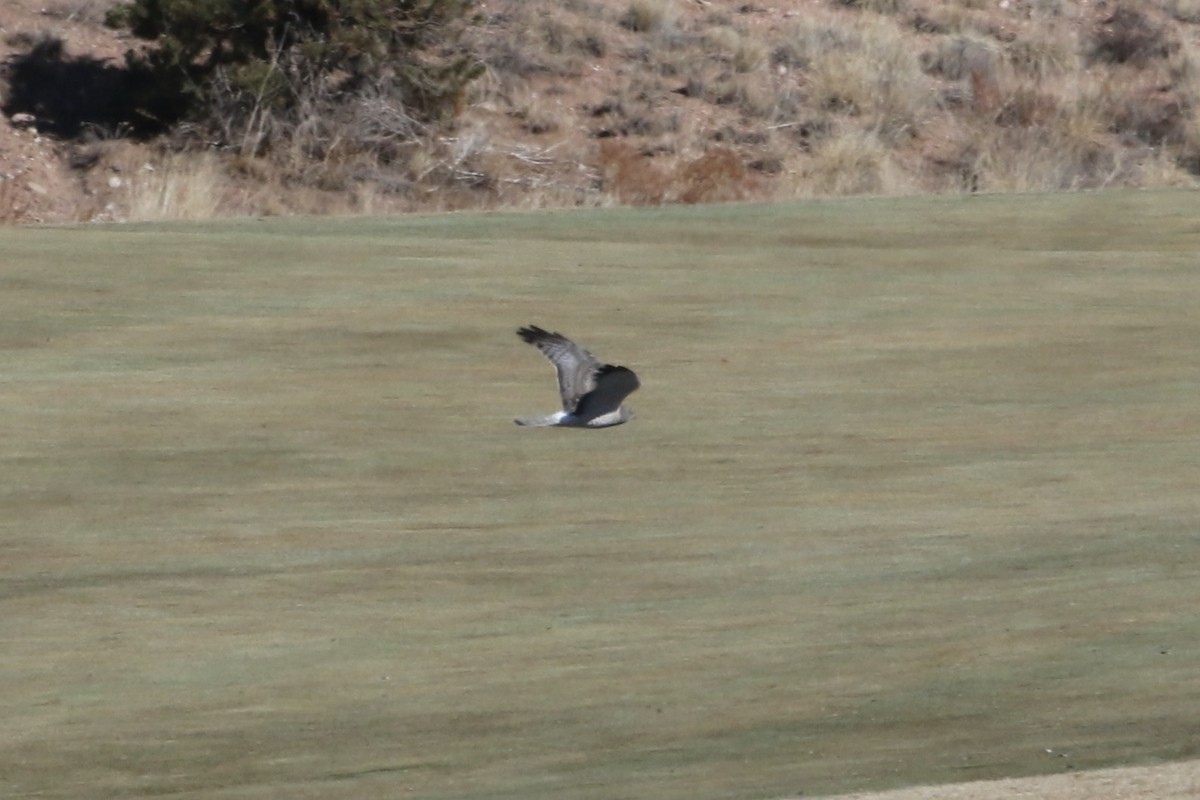 Northern Harrier - ML615558013