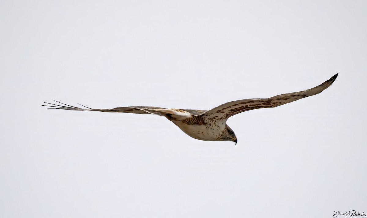 Ferruginous Hawk - ML615558114