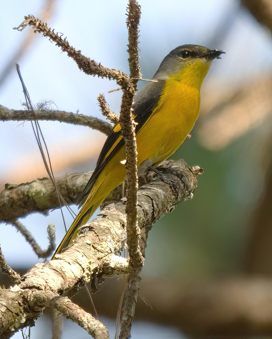 Long-tailed Minivet - DAB DAB