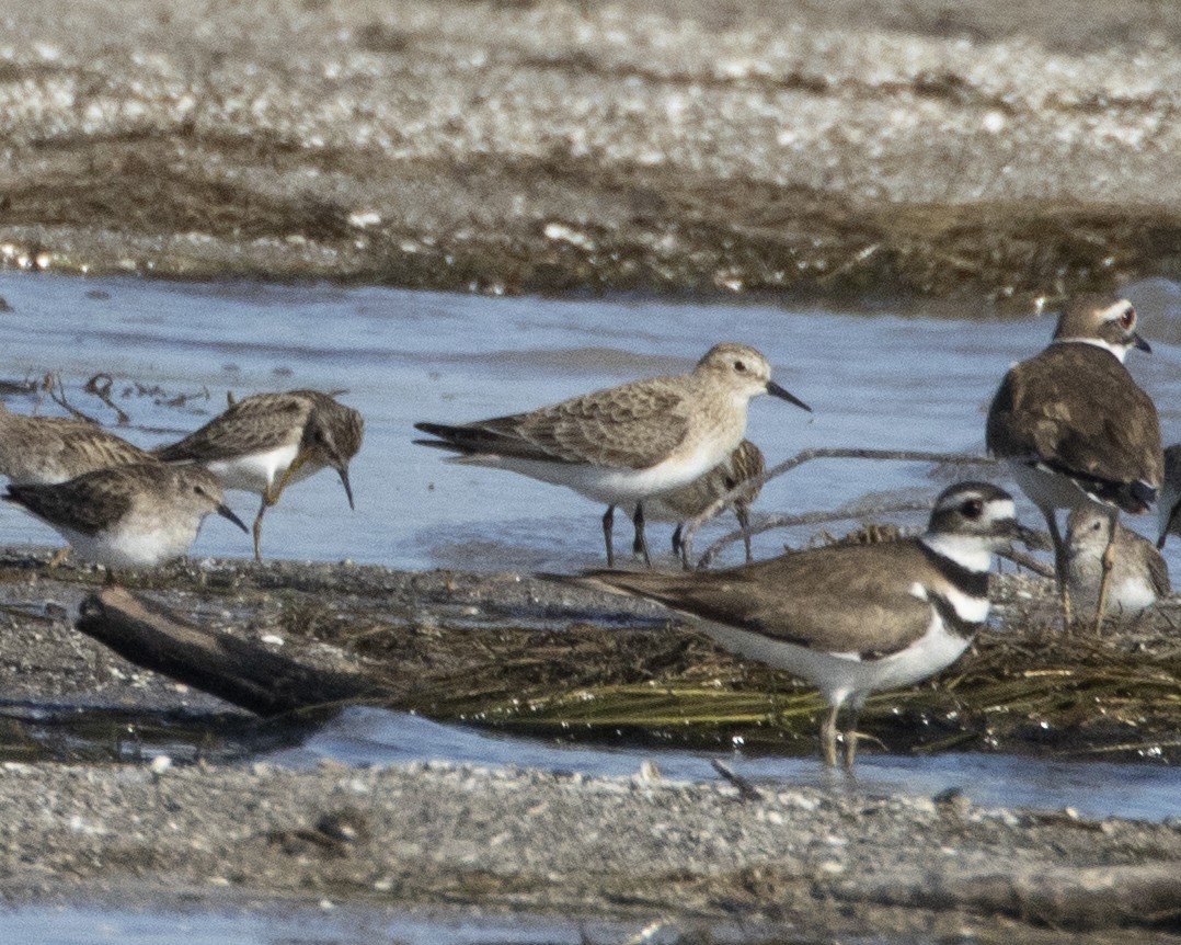 Baird's Sandpiper - Daniel Kelch