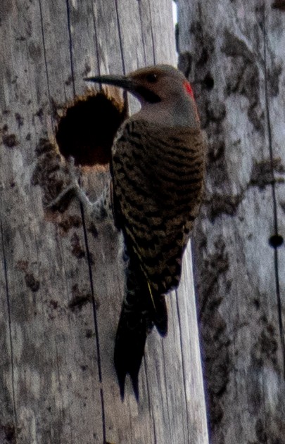 Northern Flicker - Carol Soroka