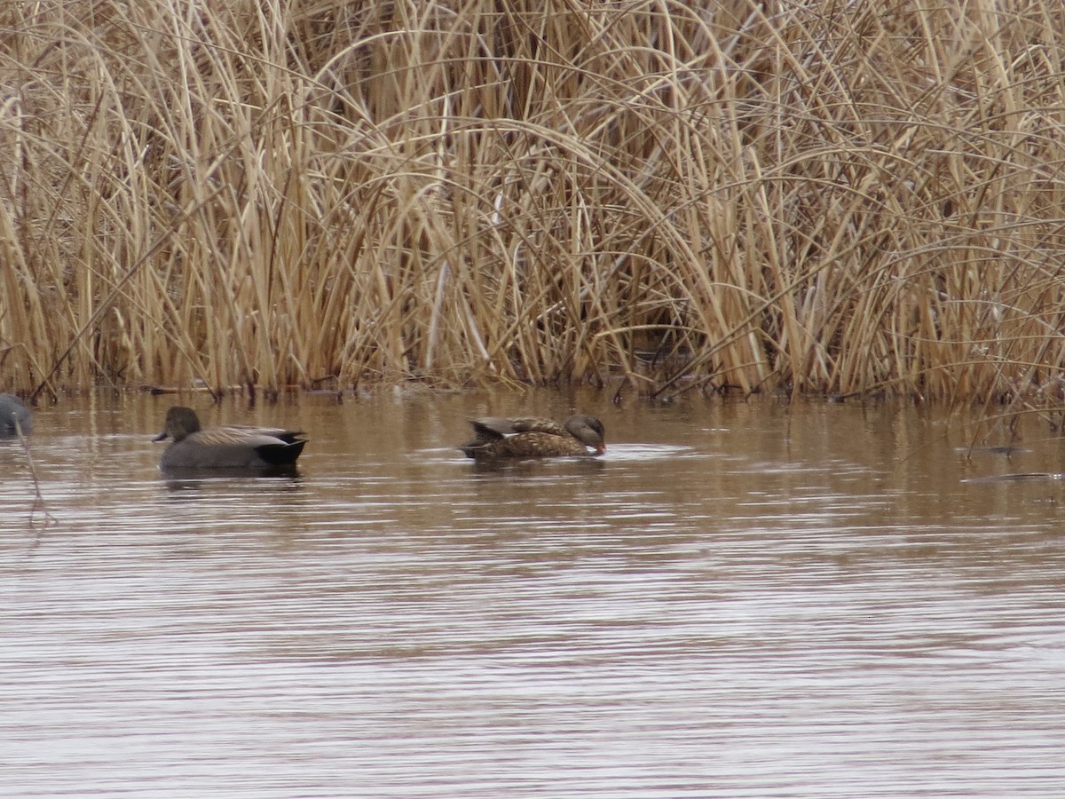 Mallard - Mary Eriksen