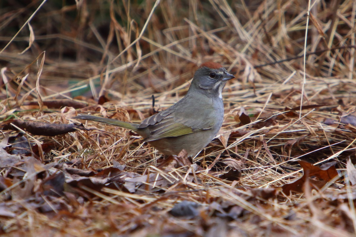 Green-tailed Towhee - ML615558299