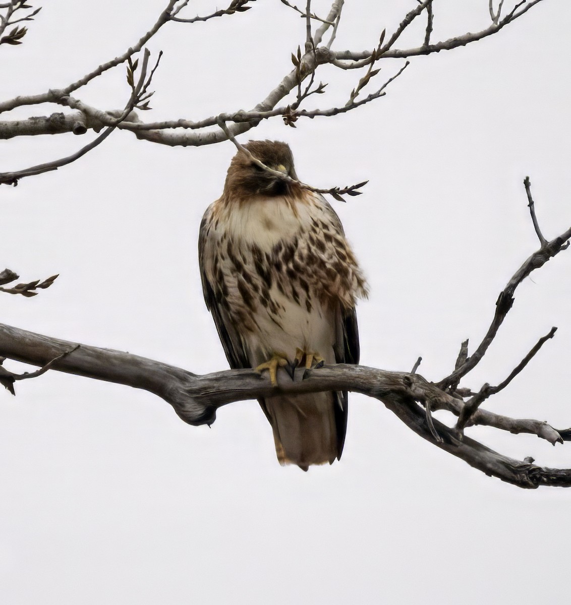 Red-tailed Hawk (abieticola) - ML615558303
