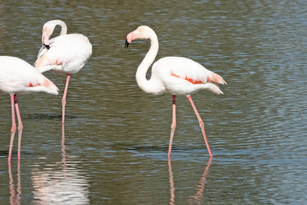Greater Flamingo - ML615558309