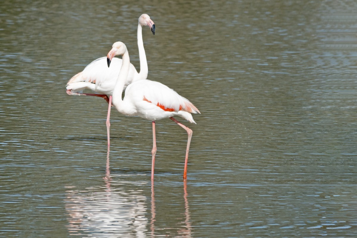 Greater Flamingo - ML615558312