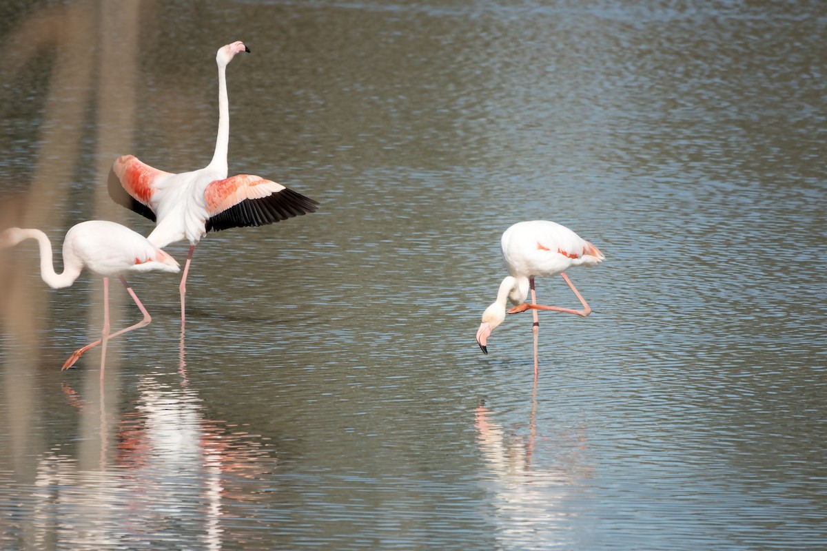 Greater Flamingo - ML615558314