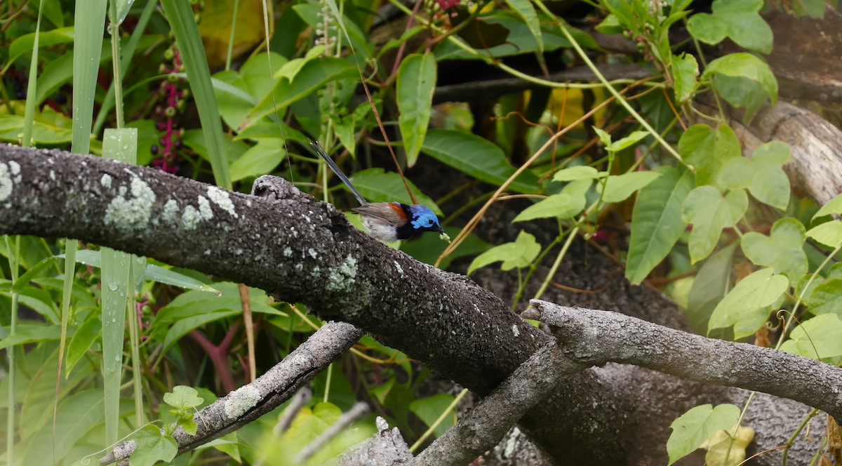 Variegated Fairywren - ML615558350