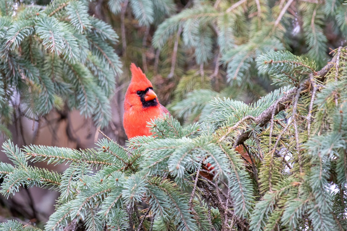 Cardinal rouge - ML615558355