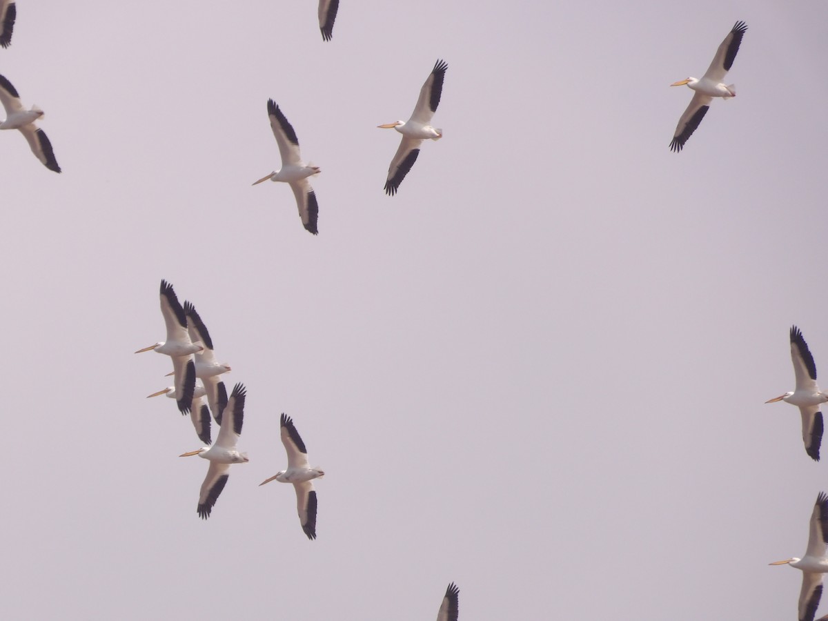 American White Pelican - Kathy Rickey