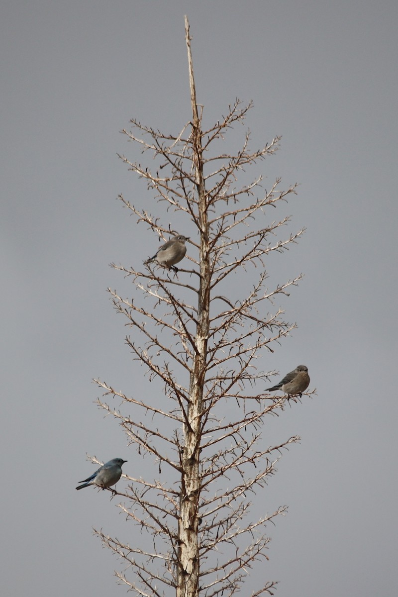 Mountain Bluebird - ML615558419