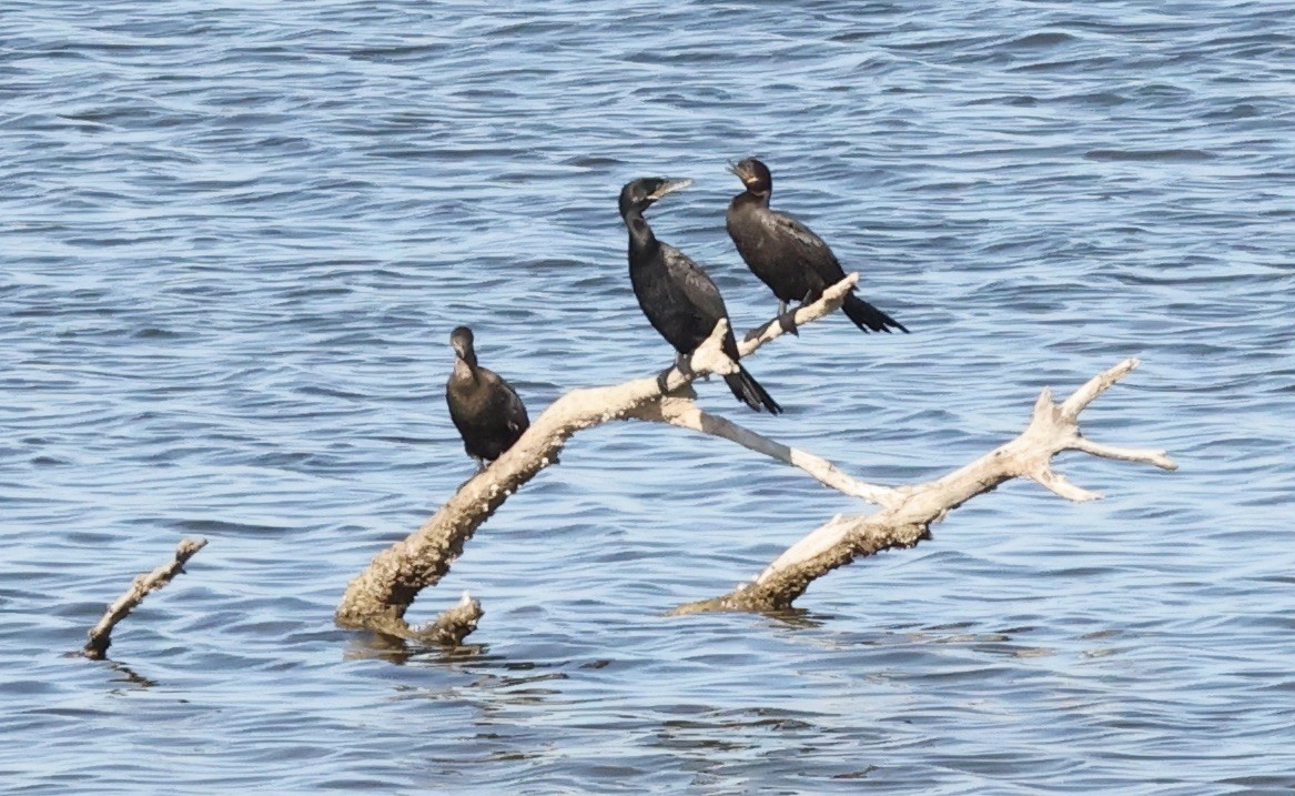 Cormorán Biguá - ML615558513