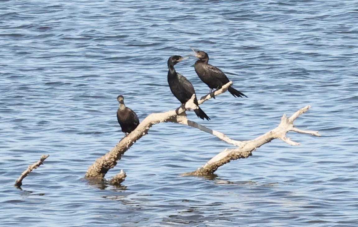 Cormorán Biguá - ML615558514