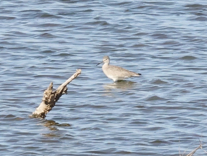 Willet - ML615558530