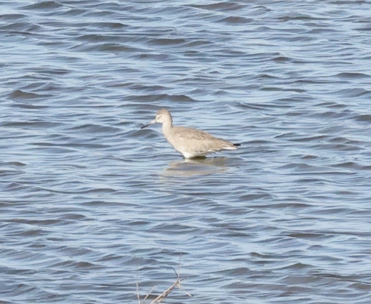 Willet - ML615558536