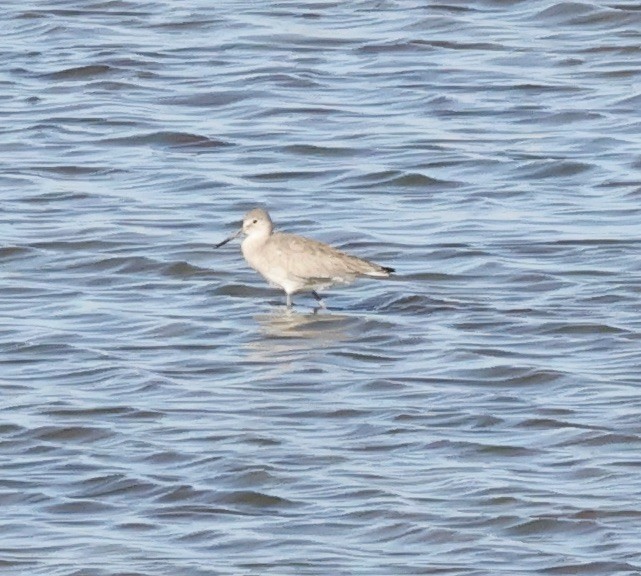 Willet - ML615558538