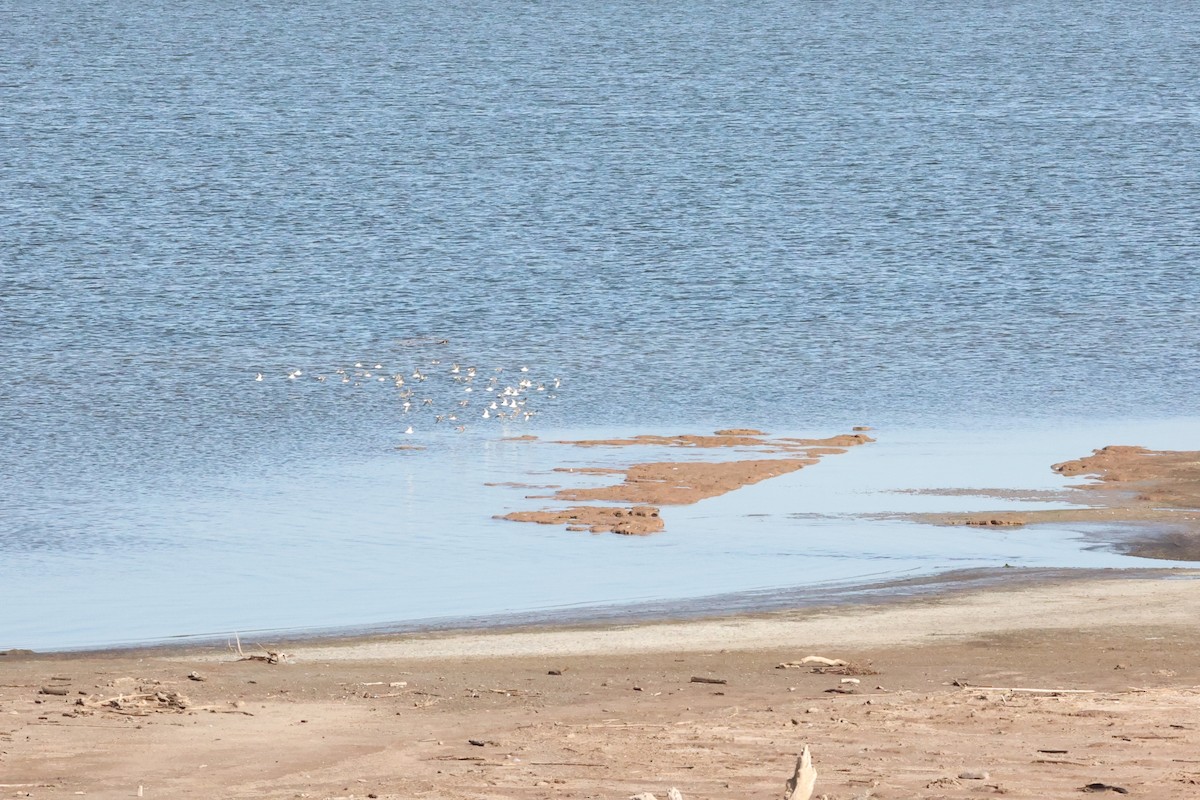 Western Sandpiper - Millie and Peter Thomas