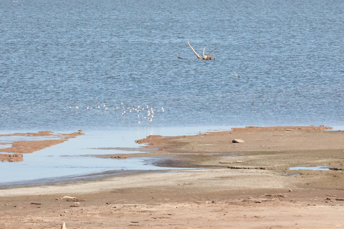 Western Sandpiper - Millie and Peter Thomas