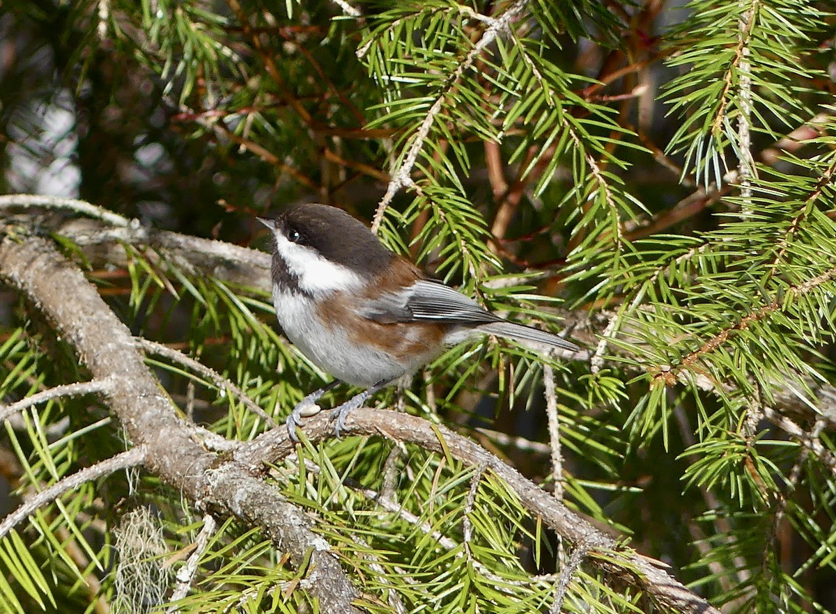 Mésange à dos marron - ML615558654