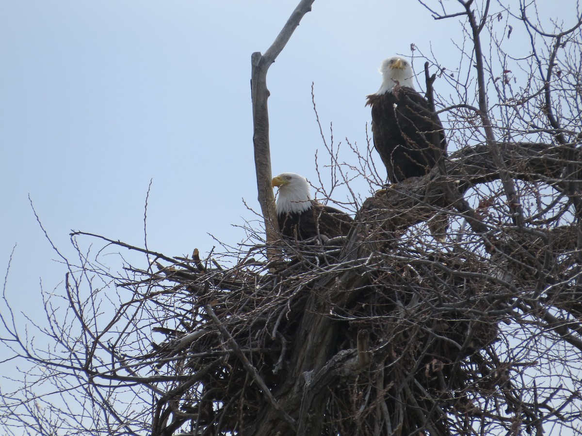 Bald Eagle - Mary Eriksen