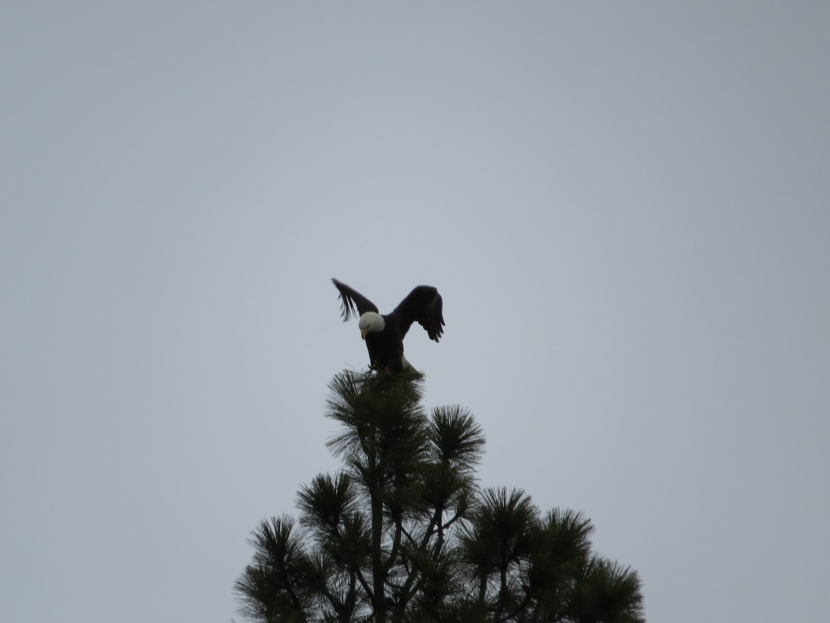 Bald Eagle - Mary Eriksen