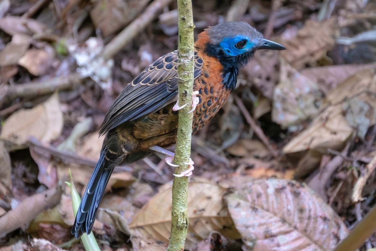 Ocellated Antbird - ML615558756