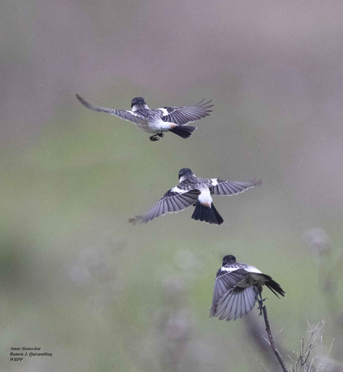 Amur Stonechat - ML615558768