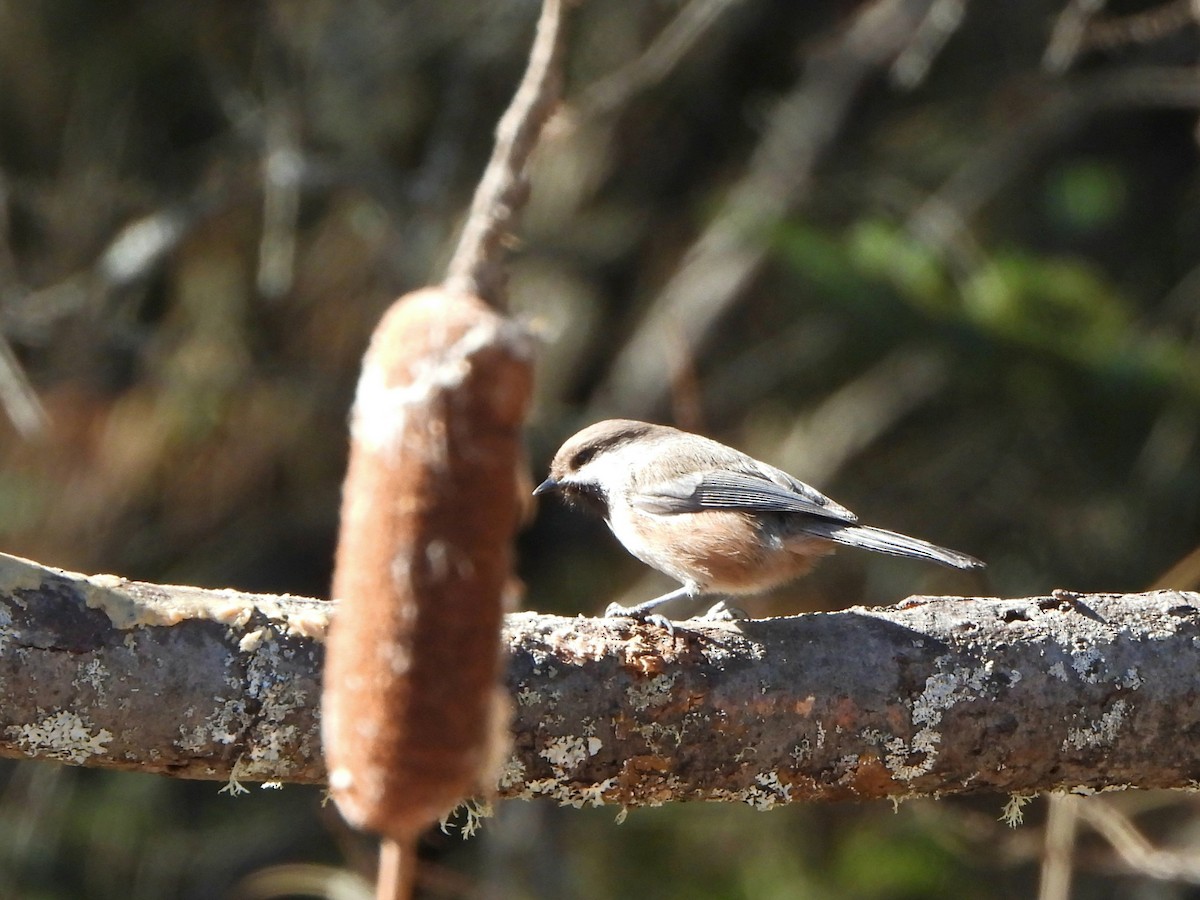 Boreal Chickadee - ML615558892