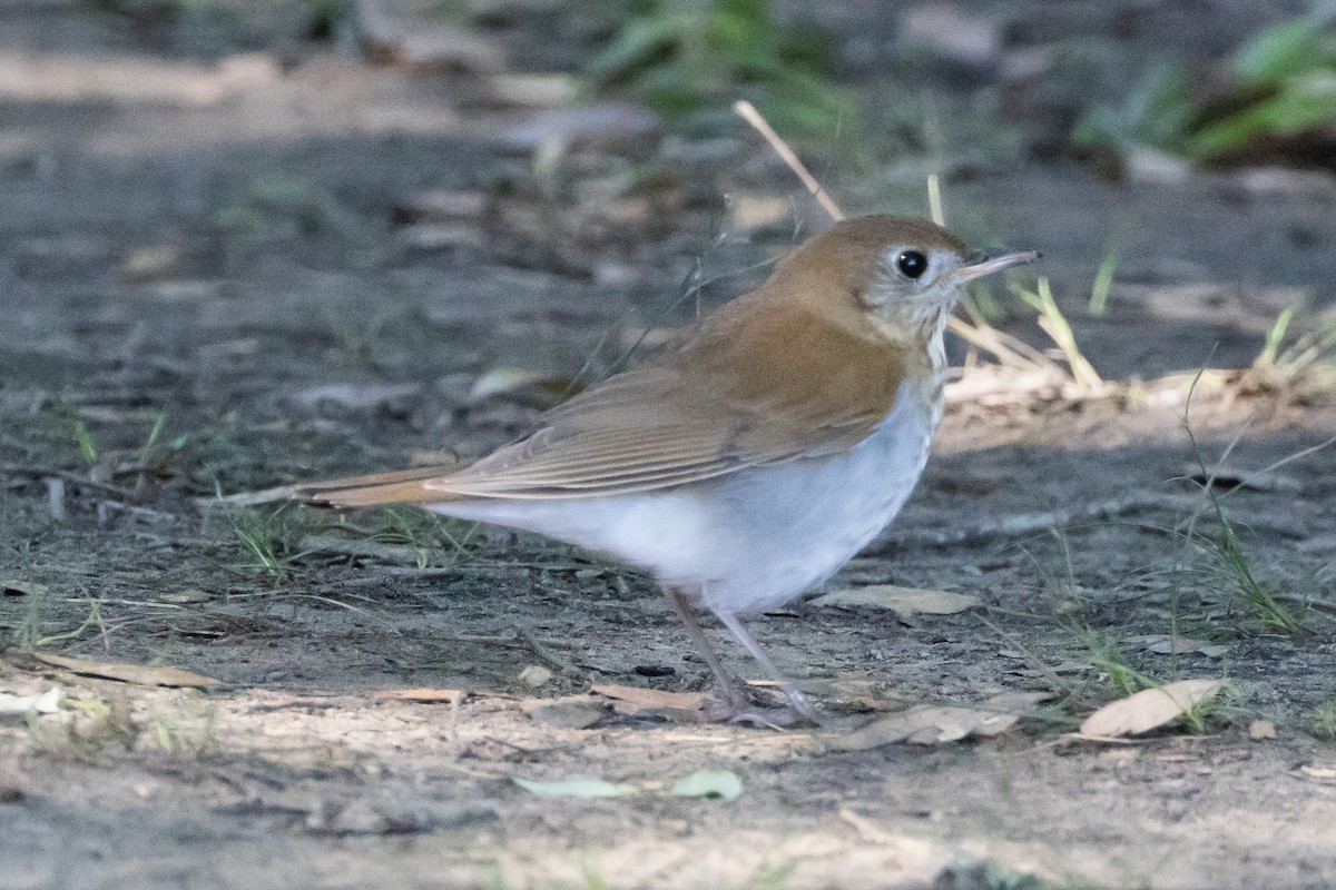 Veery - Robert Raffel