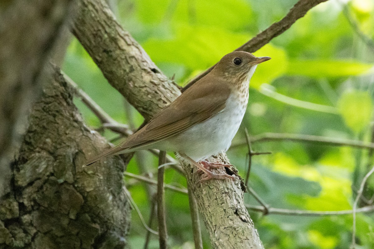 Veery - Robert Raffel