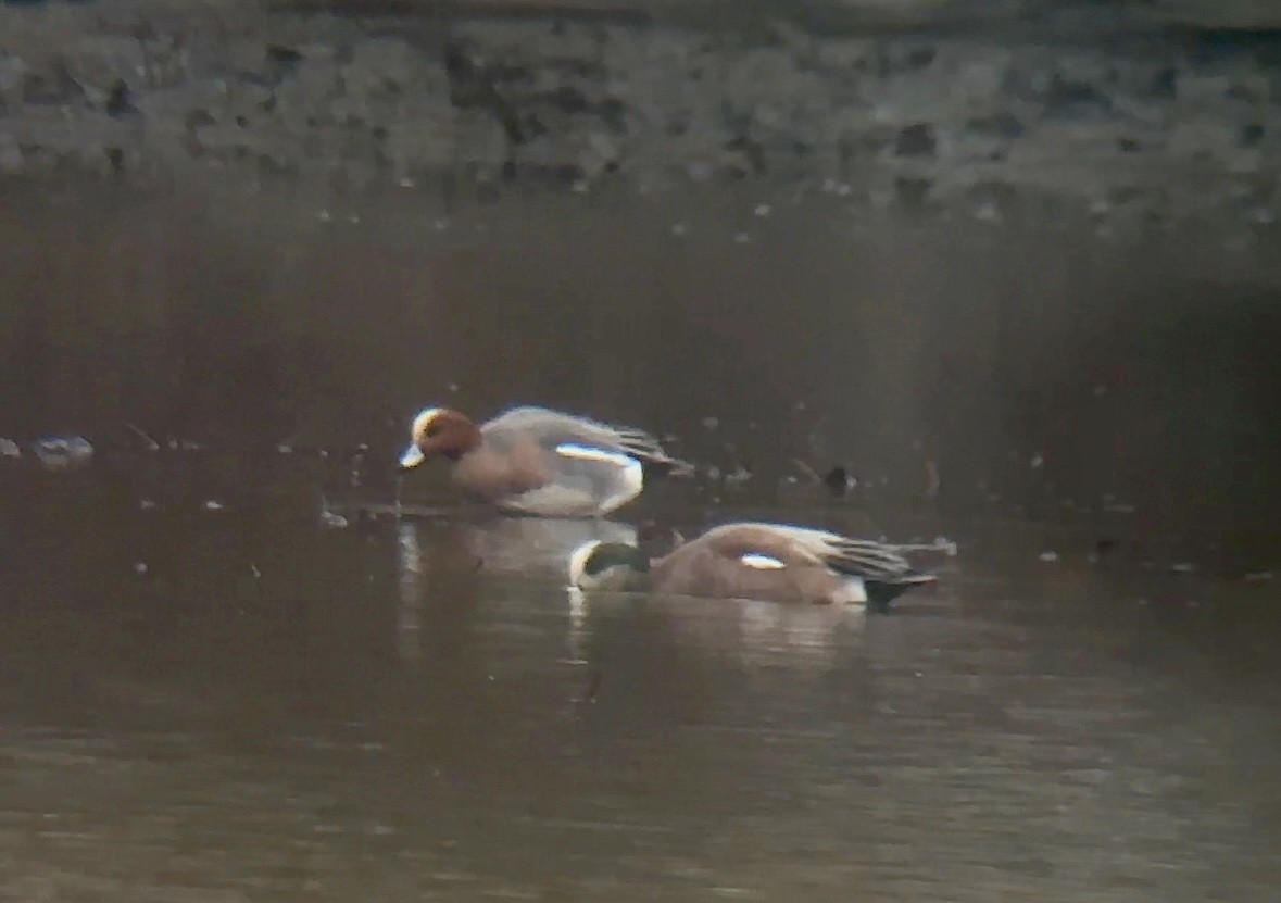 Eurasian Wigeon - Jeff Kenney