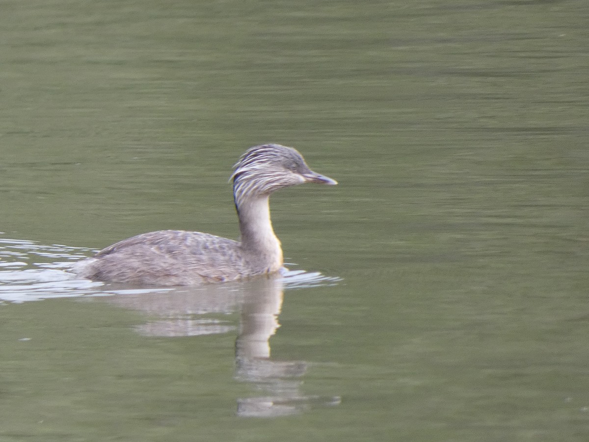 Hoary-headed Grebe - ML615558909