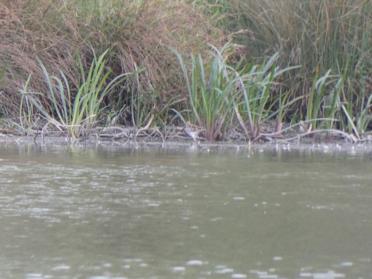 Latham's Snipe - ML615558924