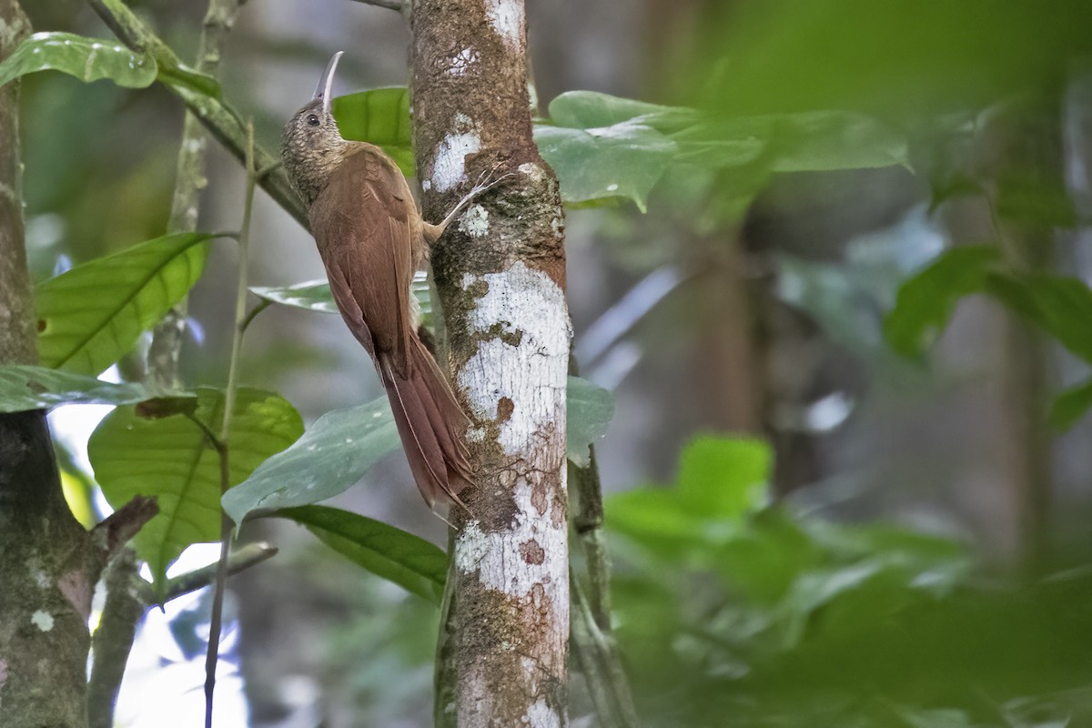 Amazonian Barred-Woodcreeper (Todd's) - Leonildo Piovesan