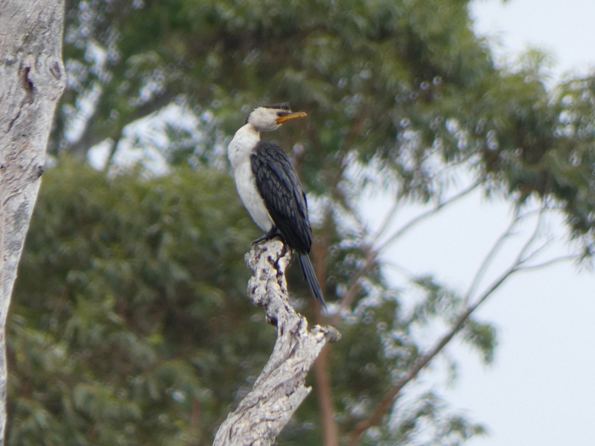 Little Pied Cormorant - ML615558934