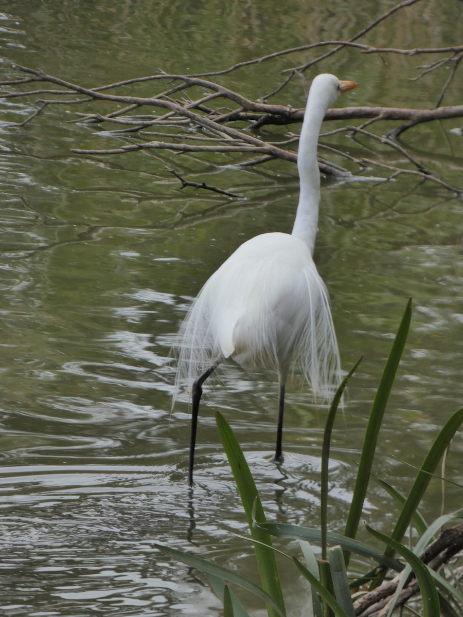 Great Egret - ML615558940