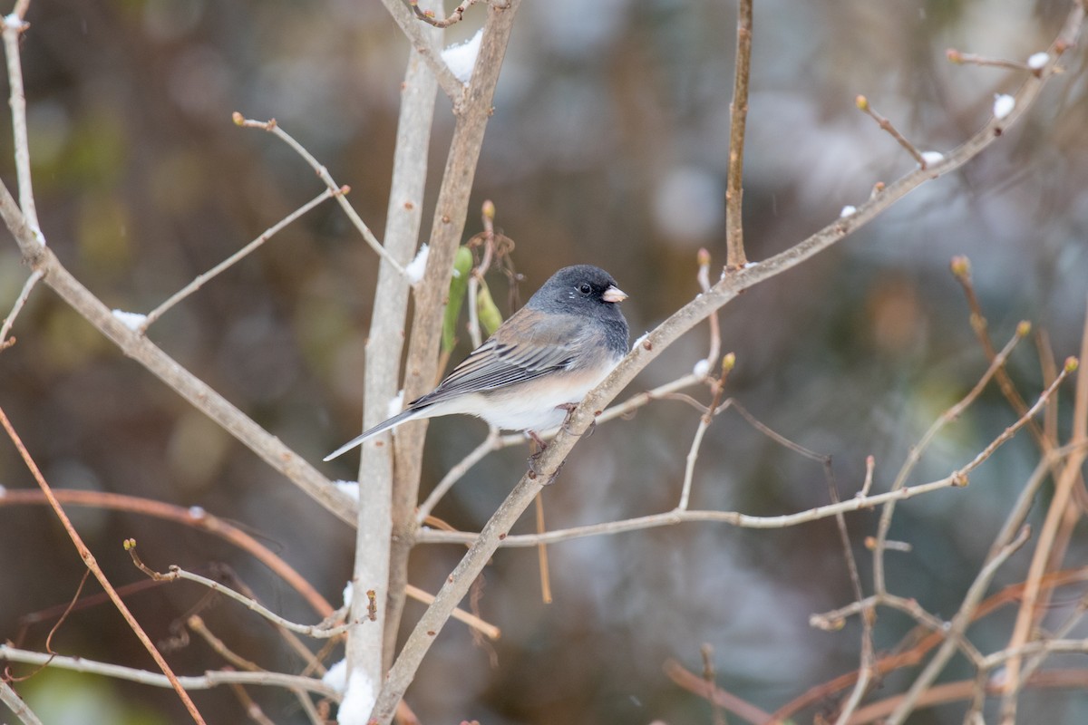 Dark-eyed Junco - ML615558942