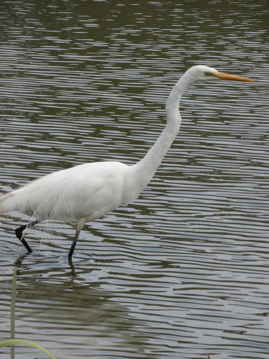 Great Egret - Michael Mules